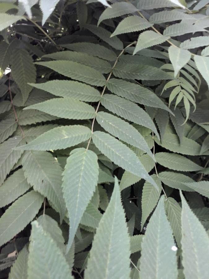 Sorbaria 18