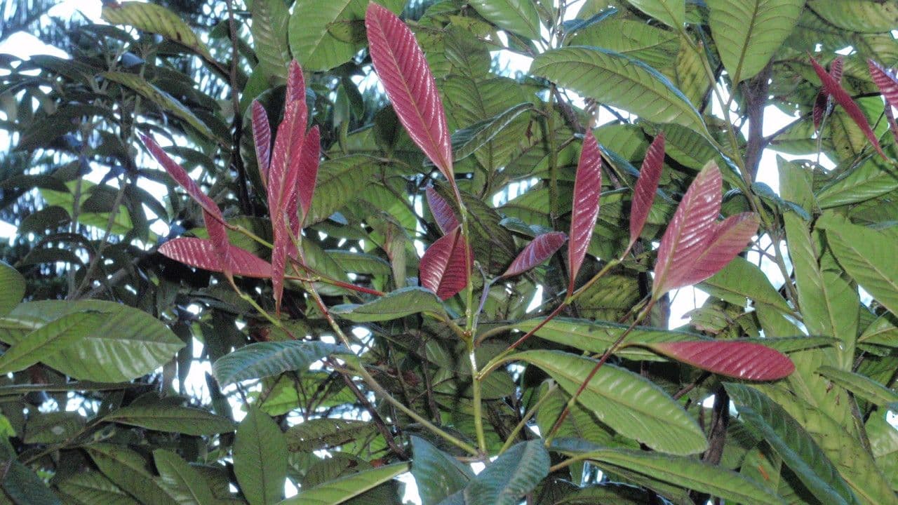 Nothofagus 10
