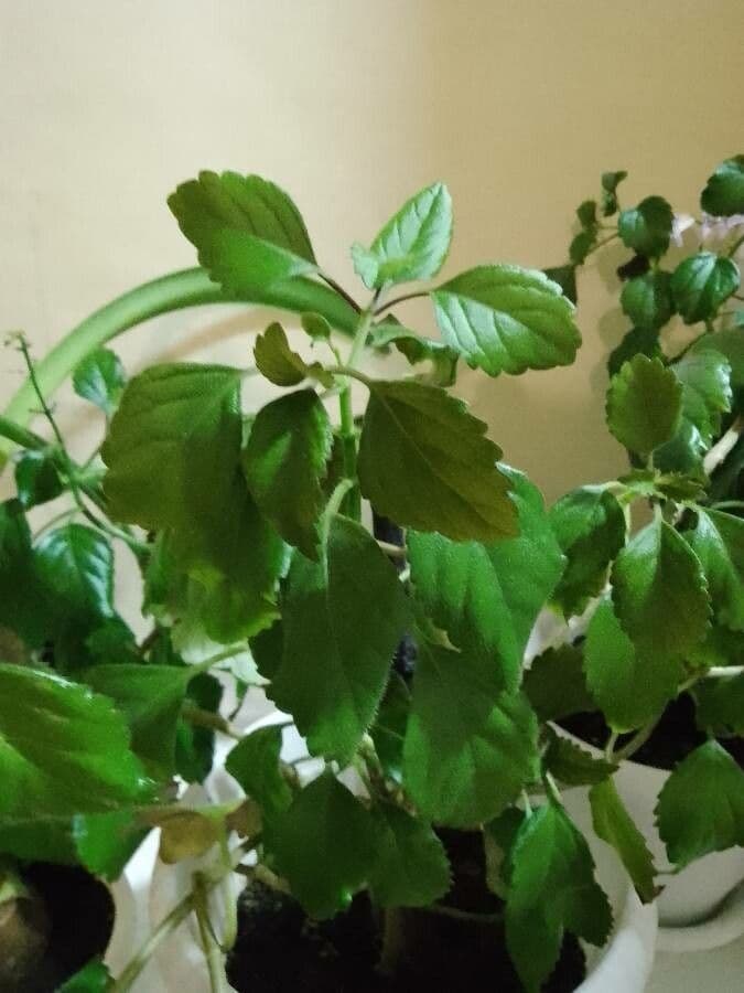Plectranthus 13