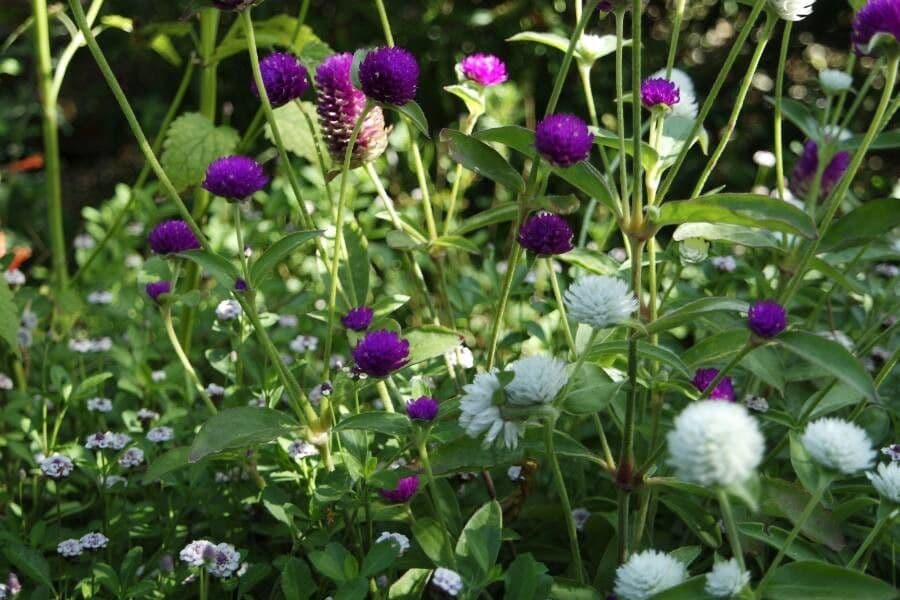 Gomphrena globuleuse 9