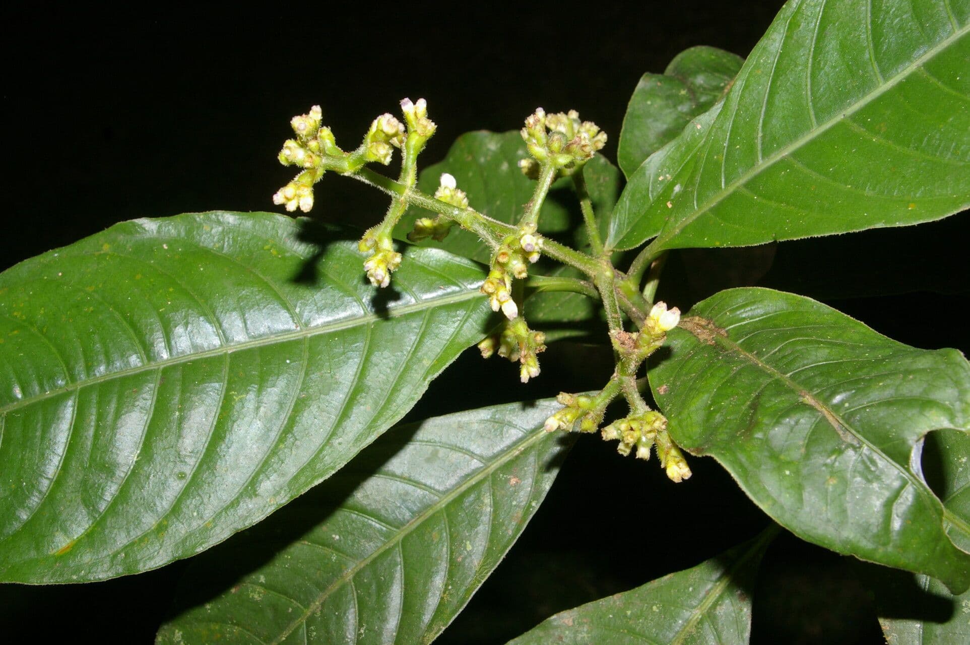 Psychotria rameuse 6