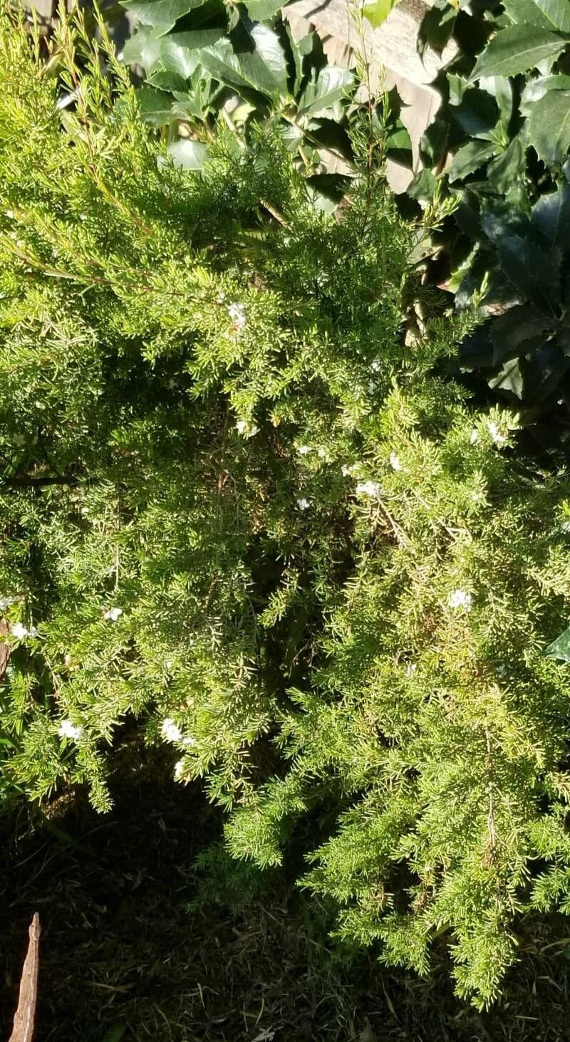 Chamelaucium uncinatum 10