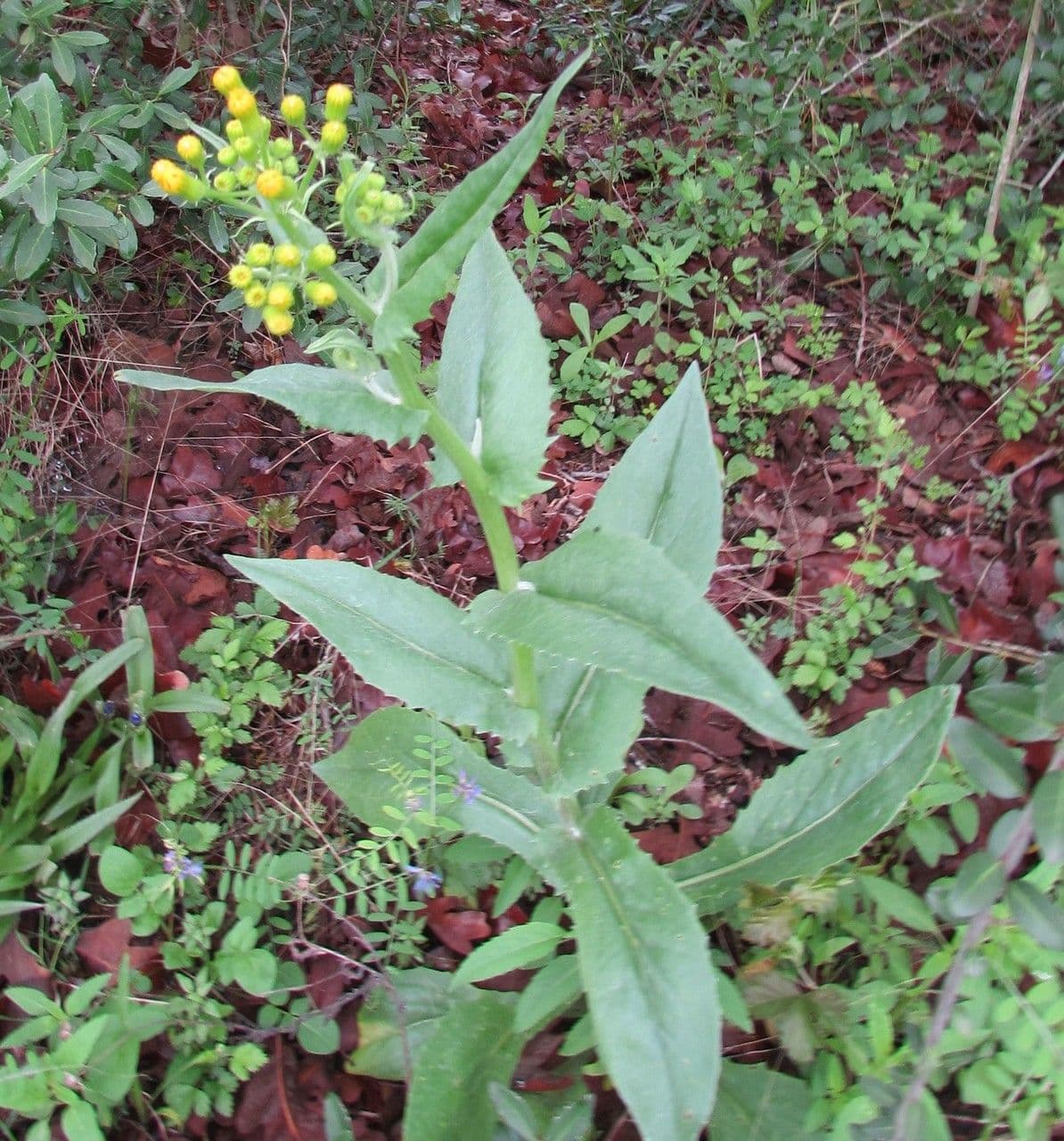 Senecio 14