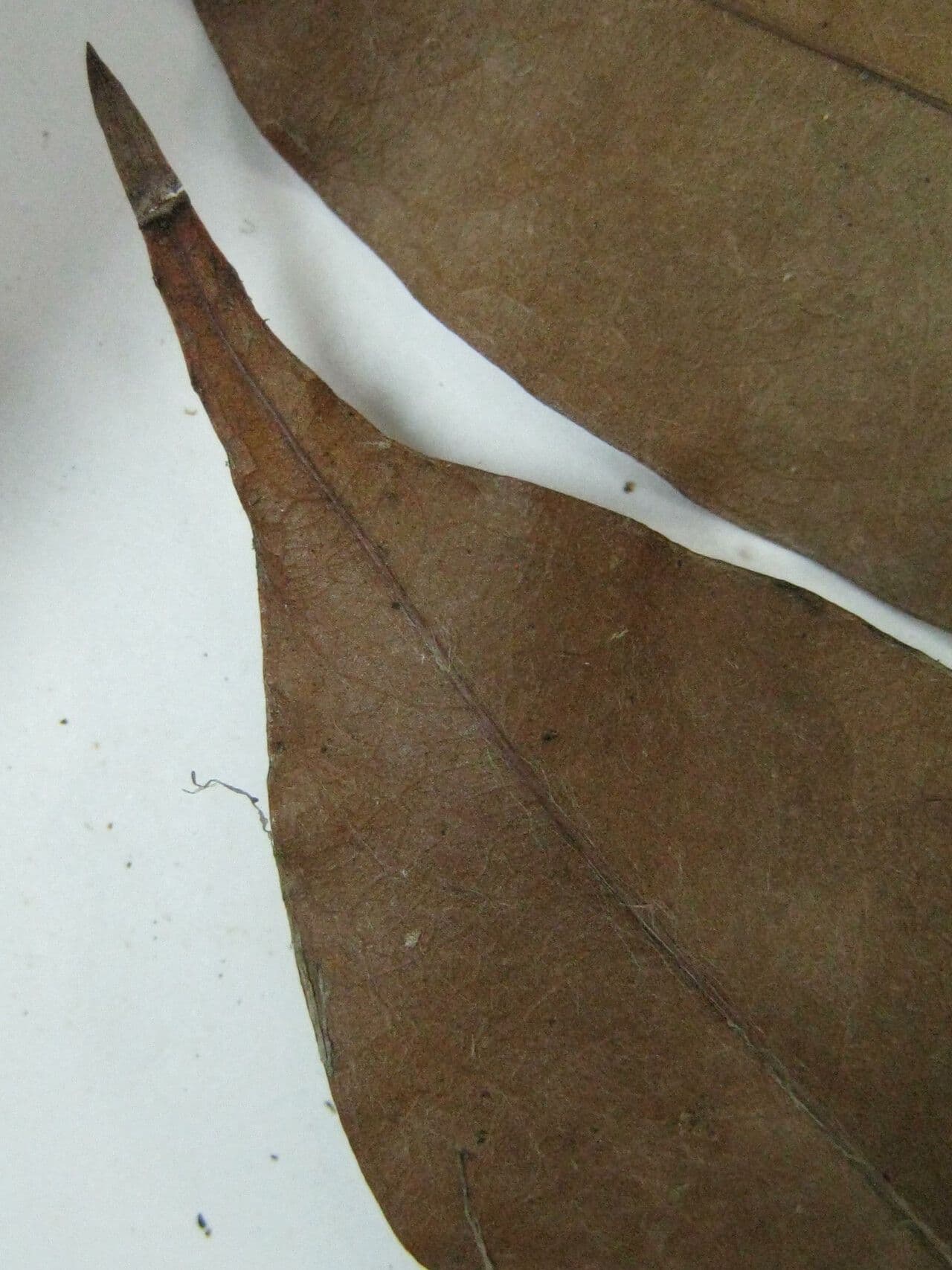 Exellodendron 3