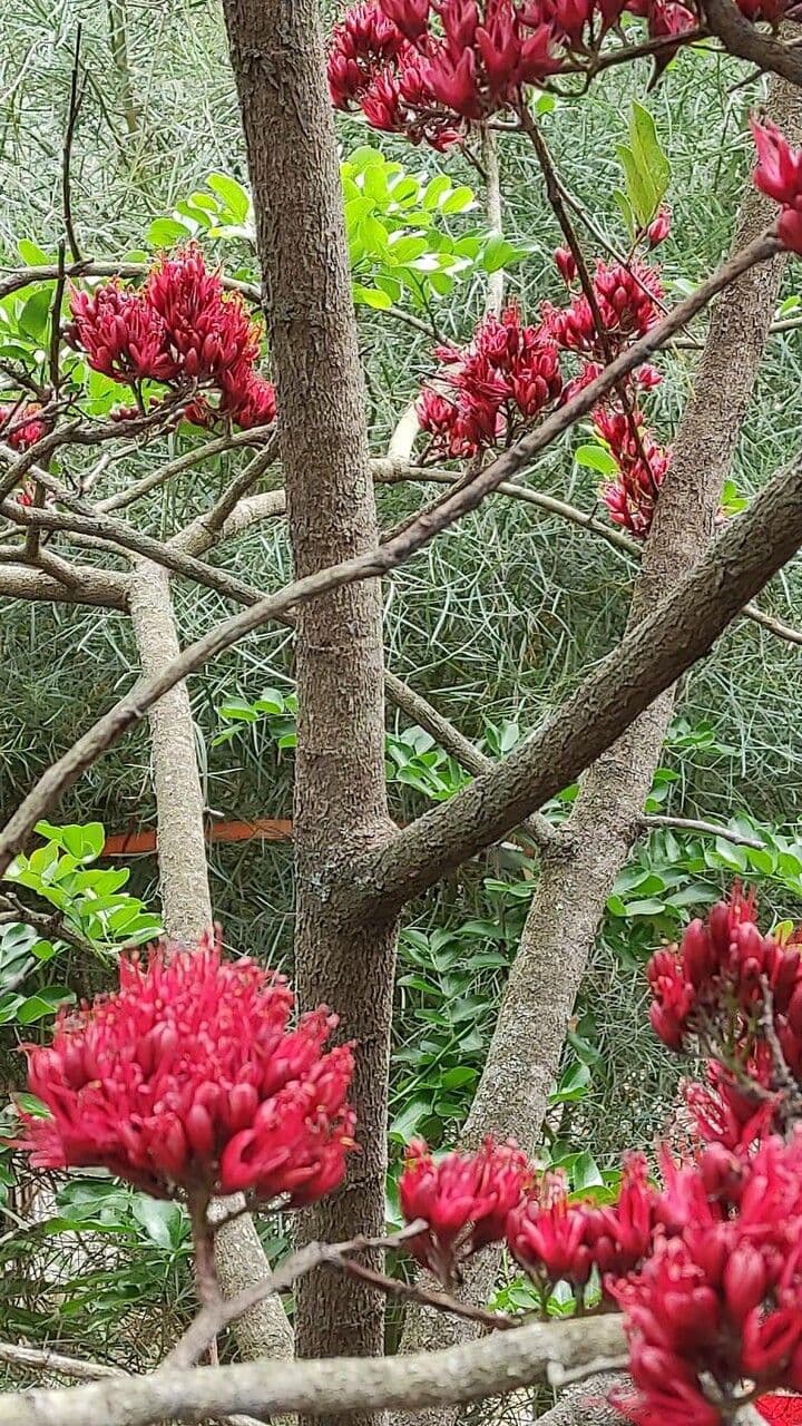 Albero fucsia 21