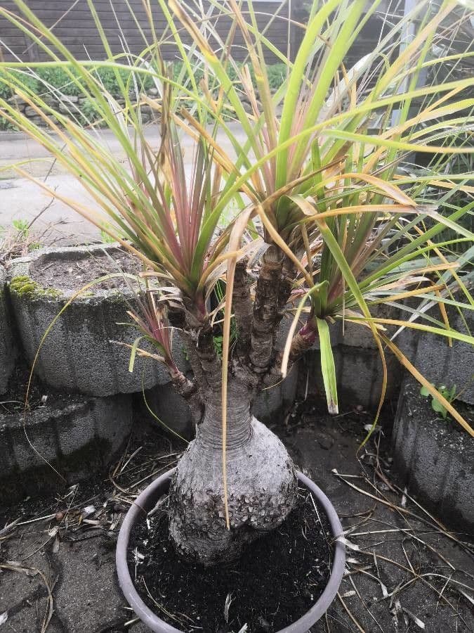Beaucarnea 3