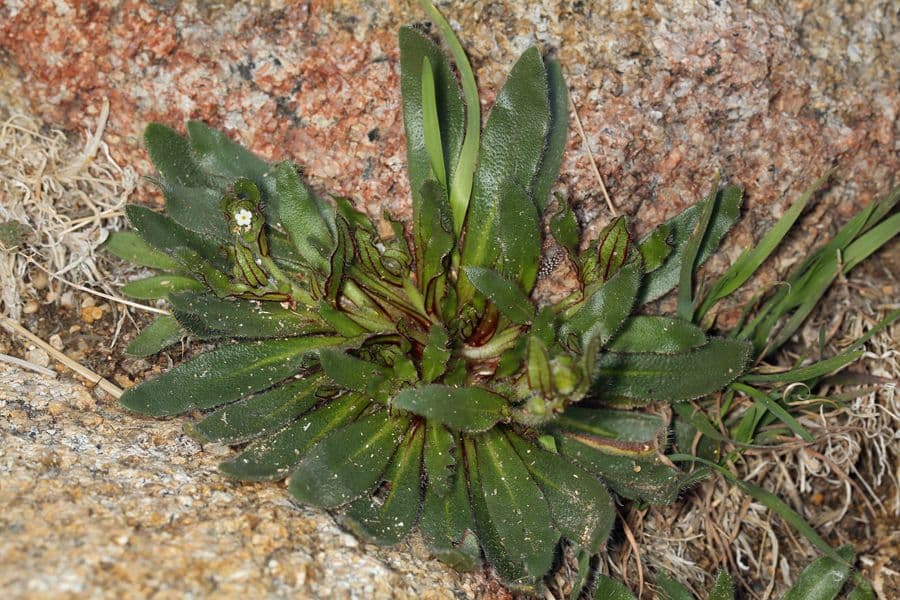 Plagiobothrys 3