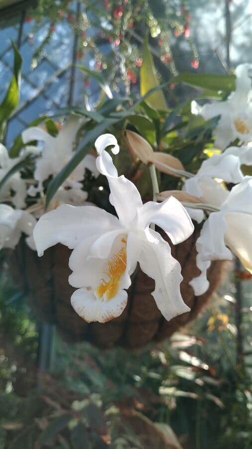 Coelogyne 2