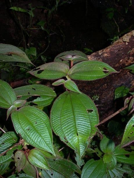 Miconia 22