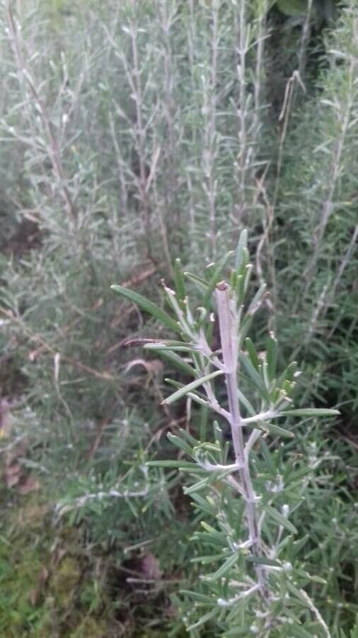 Rozmarýn lékařský 20