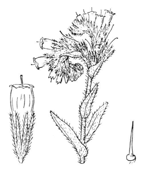 Onosma 24