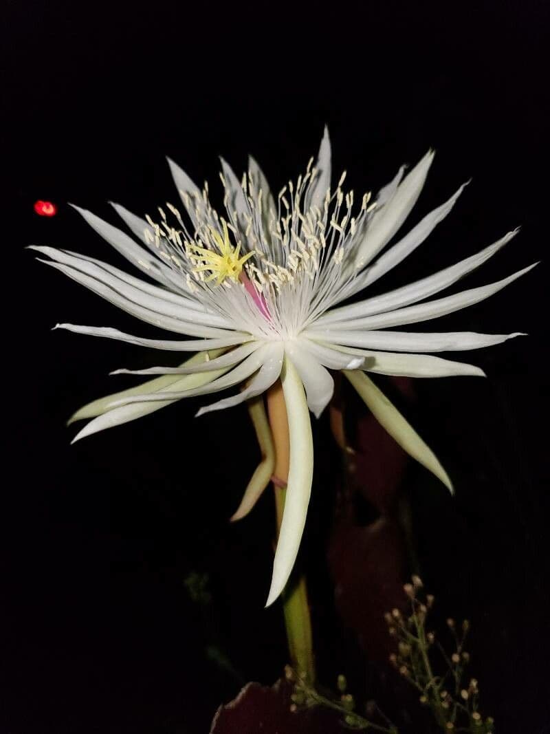 Cactus grimpant 7