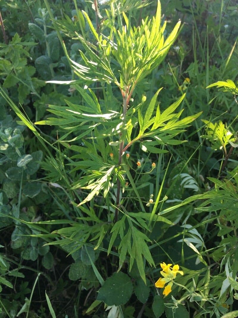 Bylica Verlota 11