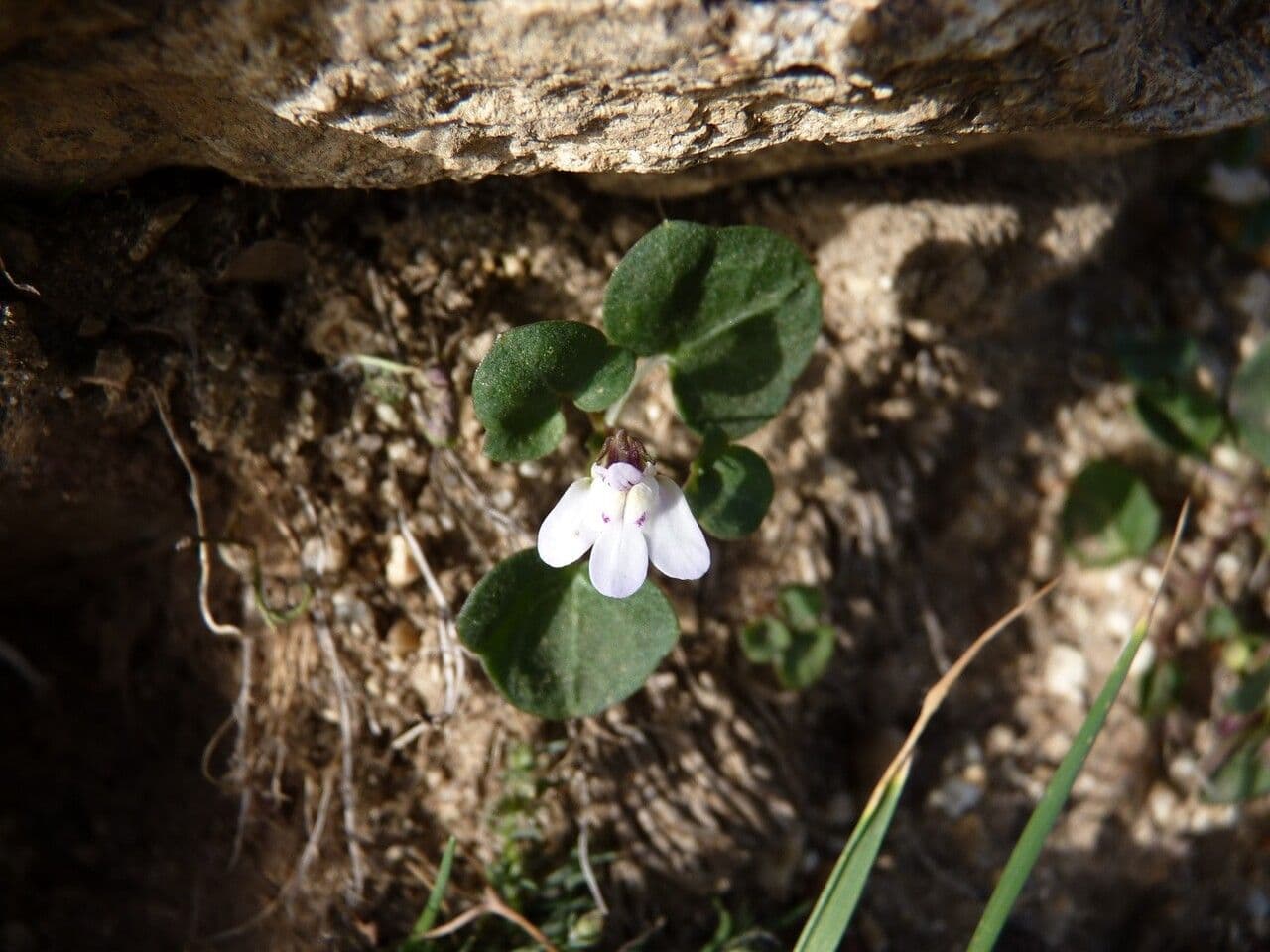 Cymbalaria