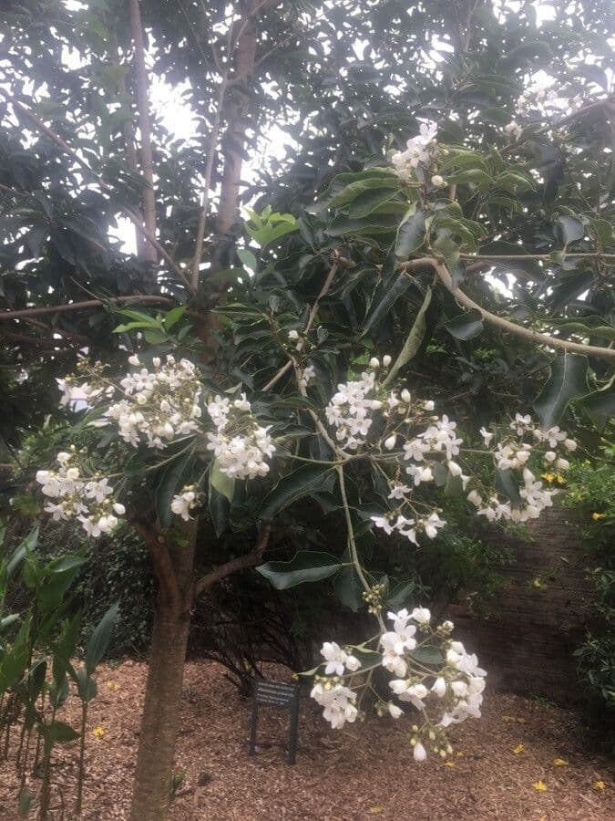 Cordia di Glaziov 3