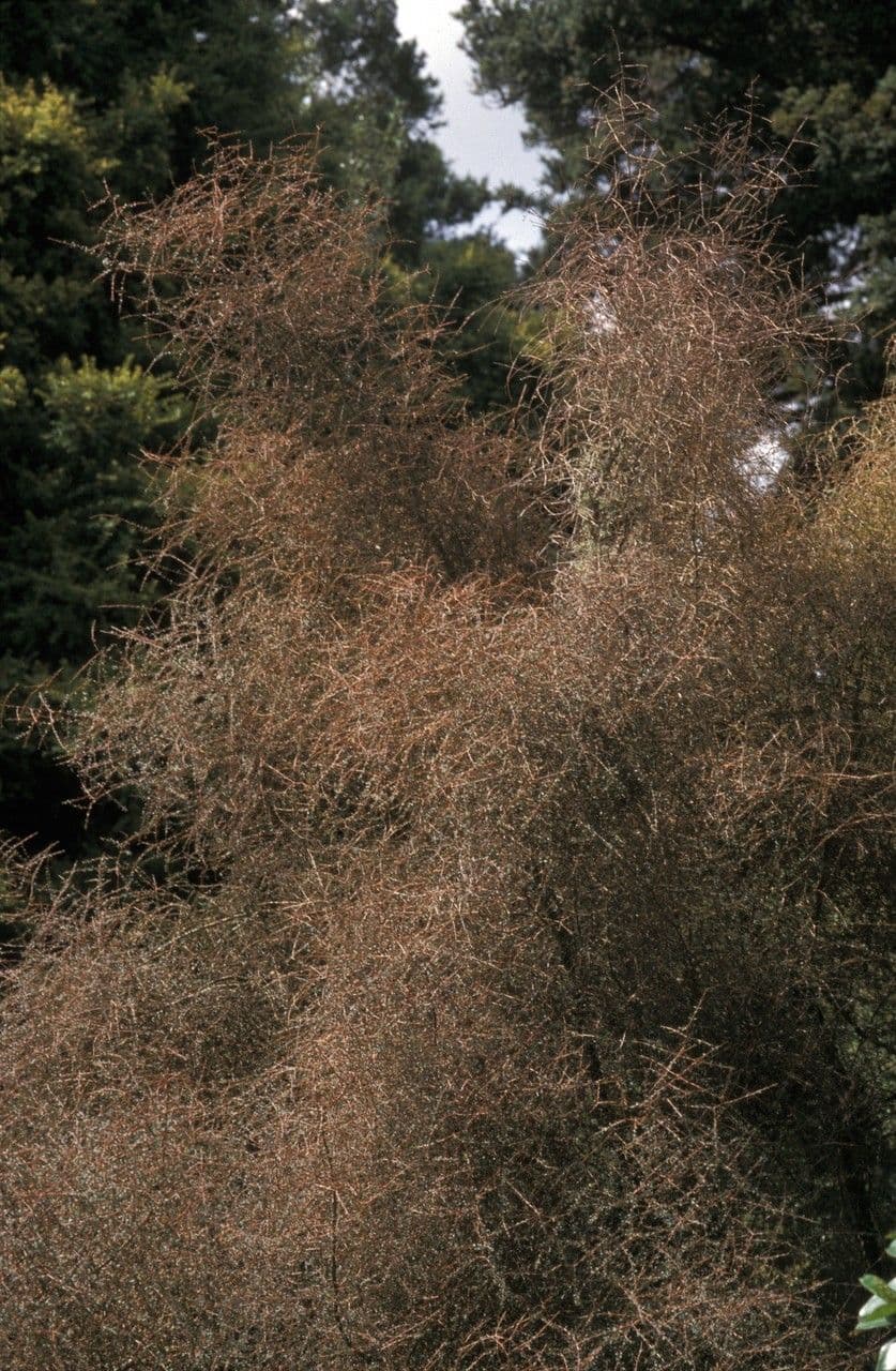 Coprosma 2