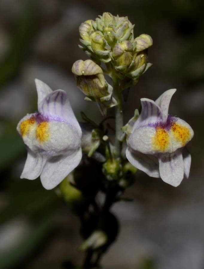 Linaria strisciante 21