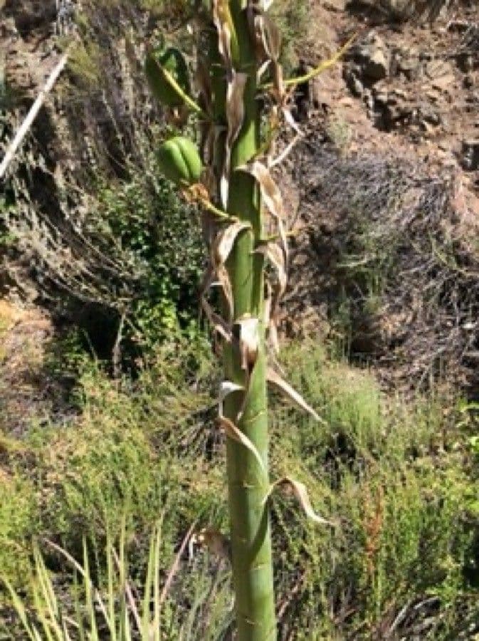 Yucca alta 23