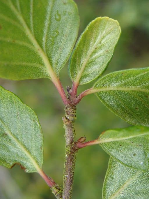 Cercocarpus montanus 21
