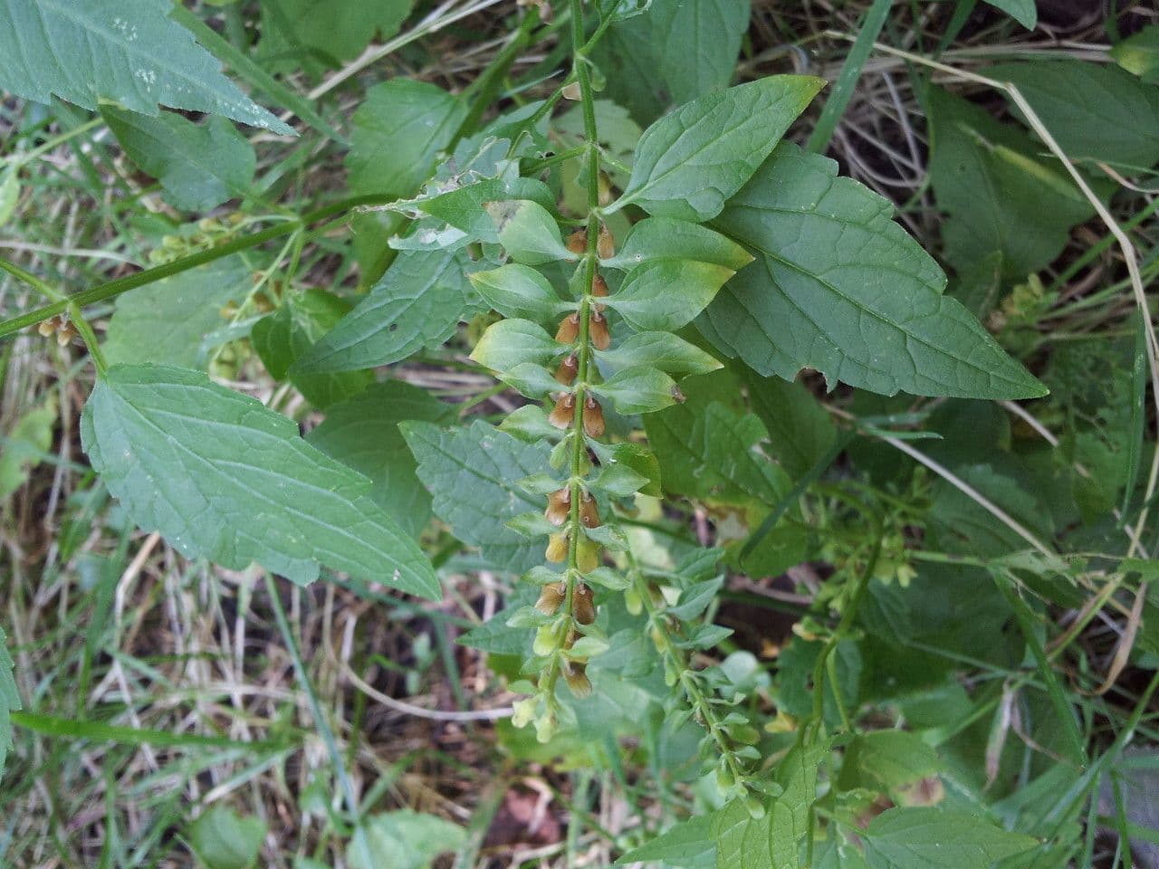 Scutellaria 11