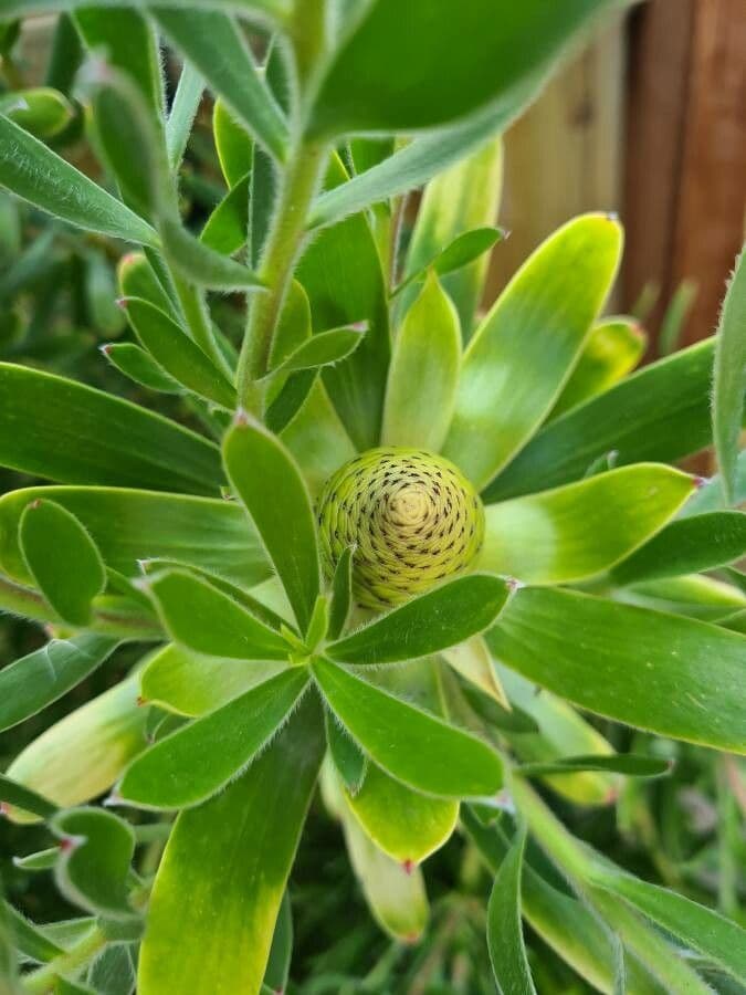 Leucospermum 5