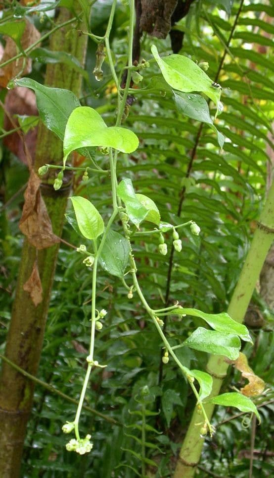 Cayaponia racemiforme 8