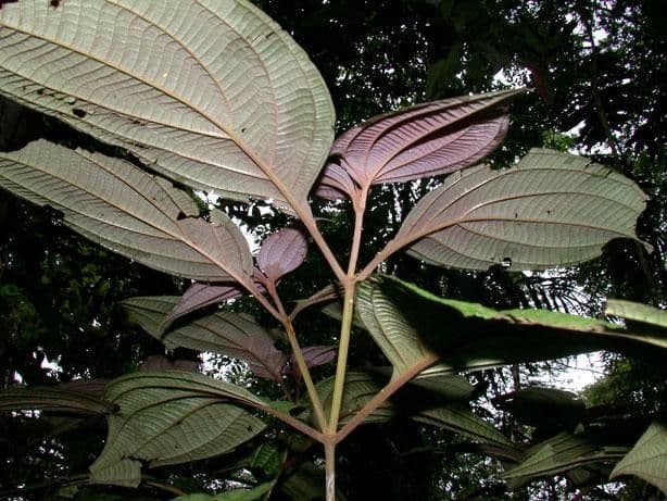 Miconia 12