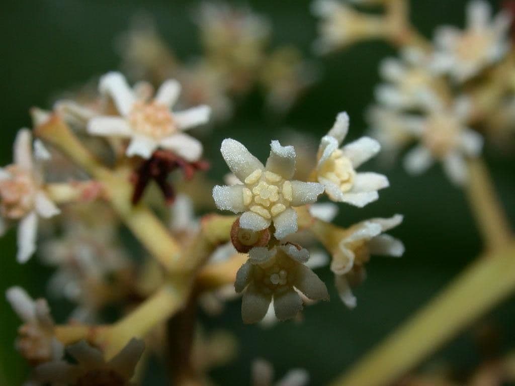 Nectandra 9