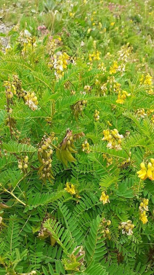 Astragalus penduliflorus 26