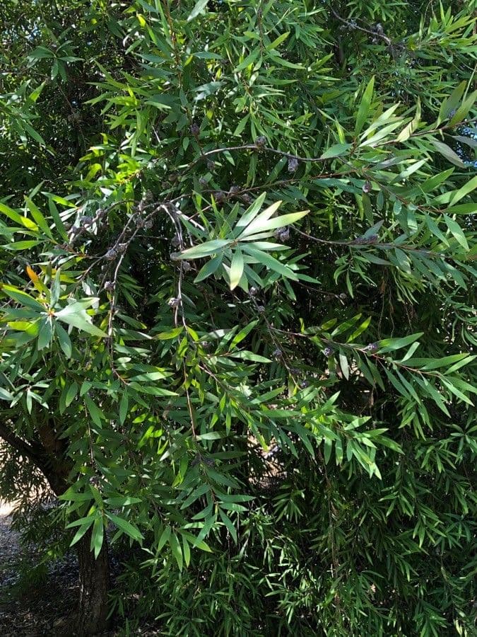 Weidenblättrige Hakea 11