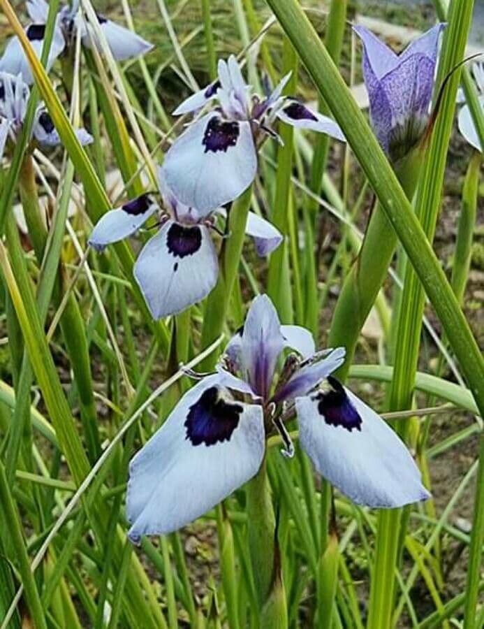 Moraea