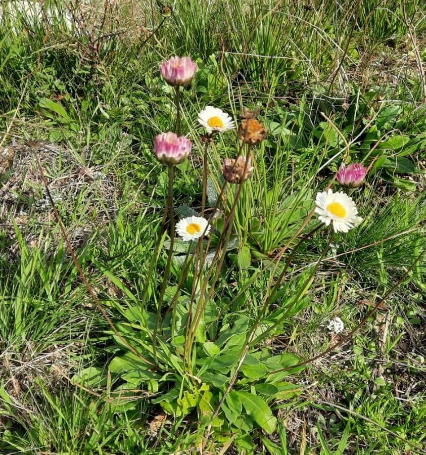 Margherita selvatica 9