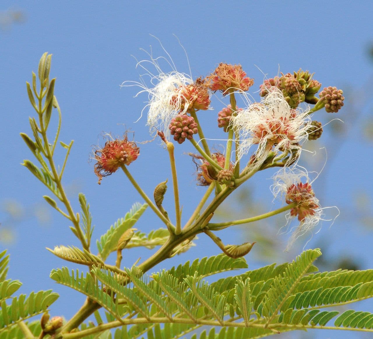 Albizia 5
