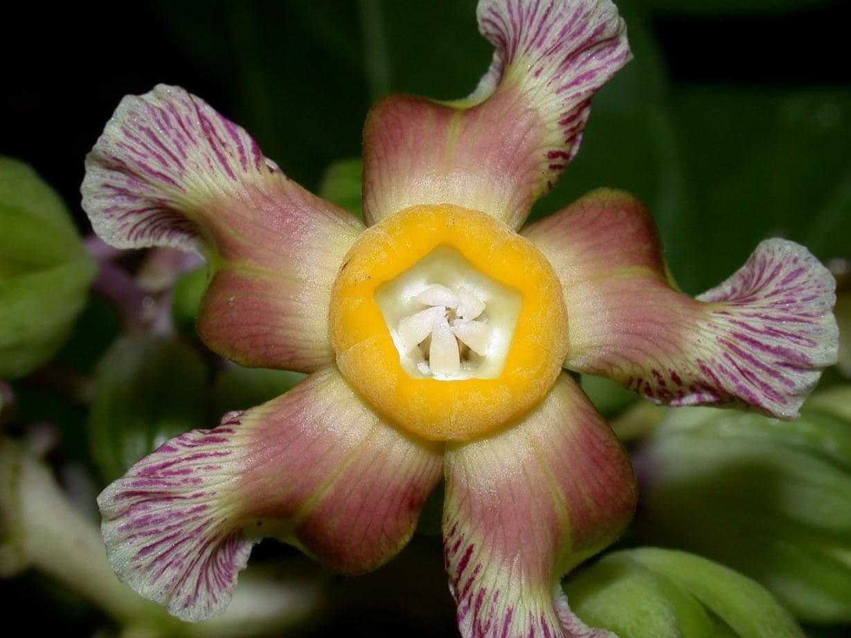 Prestonia portobellensis 9
