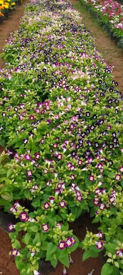 Torenia 6