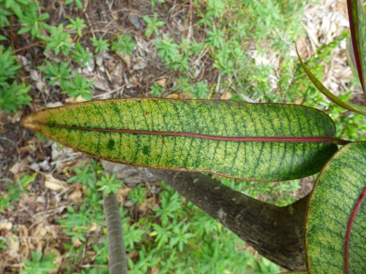 Polyscias 15