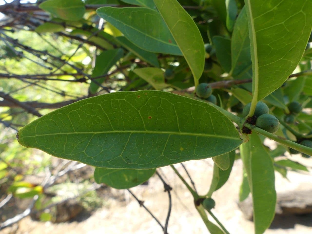 Polysphaeria 9