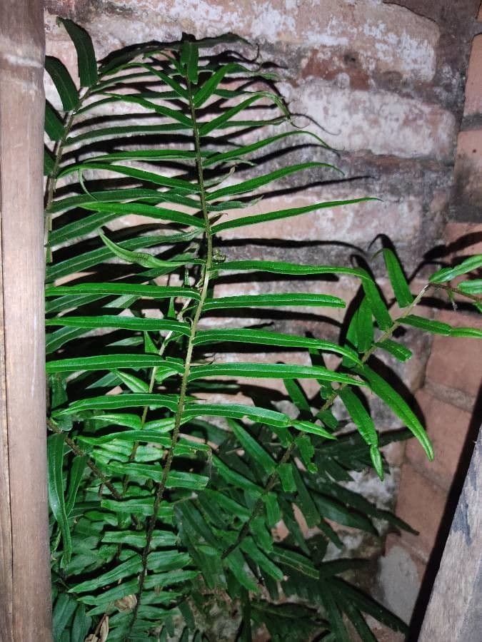 Pteris vittata 14