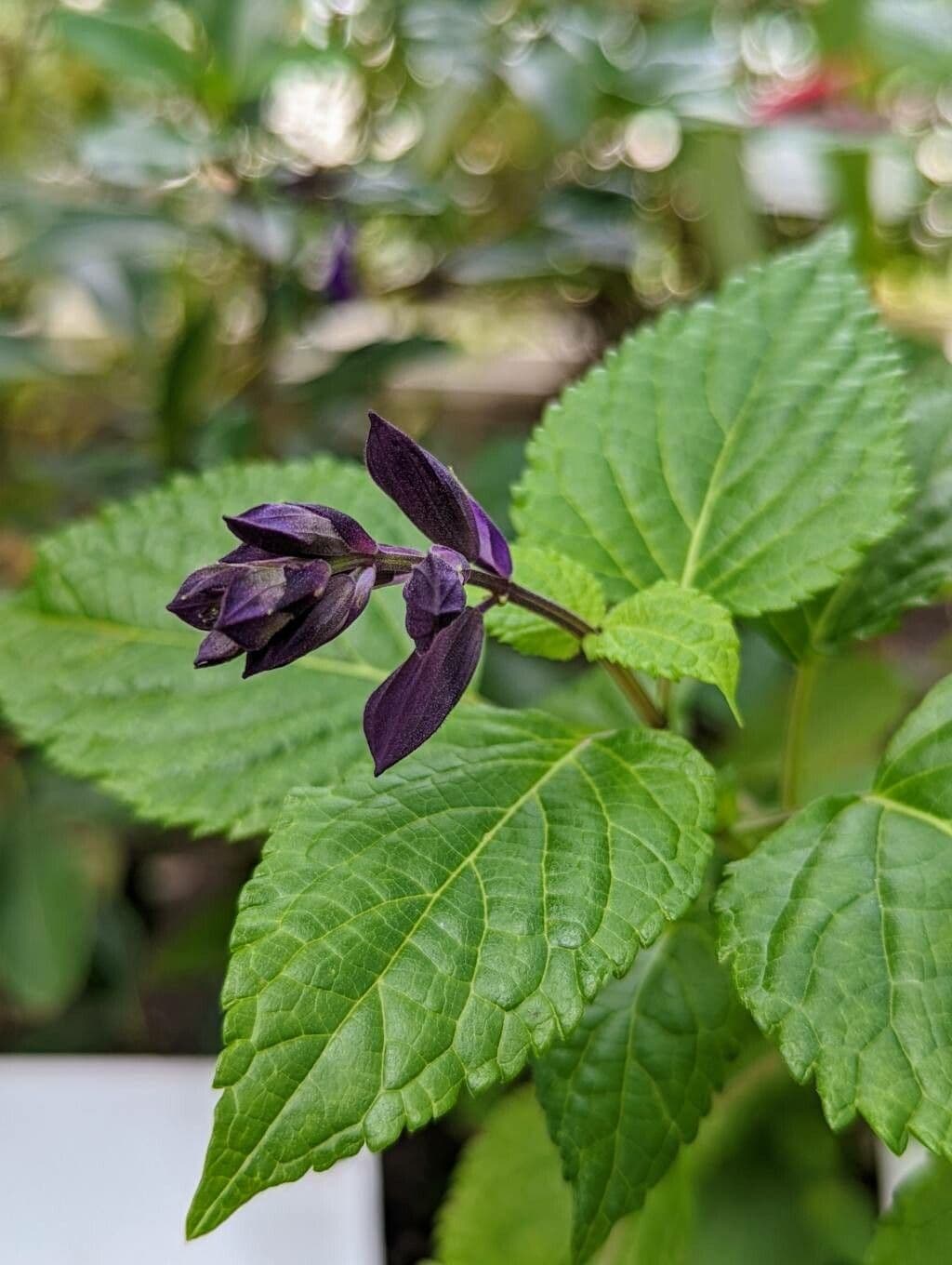 Salvia 7