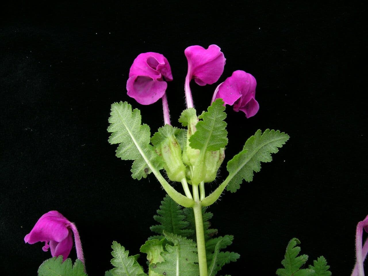 Pedicularis