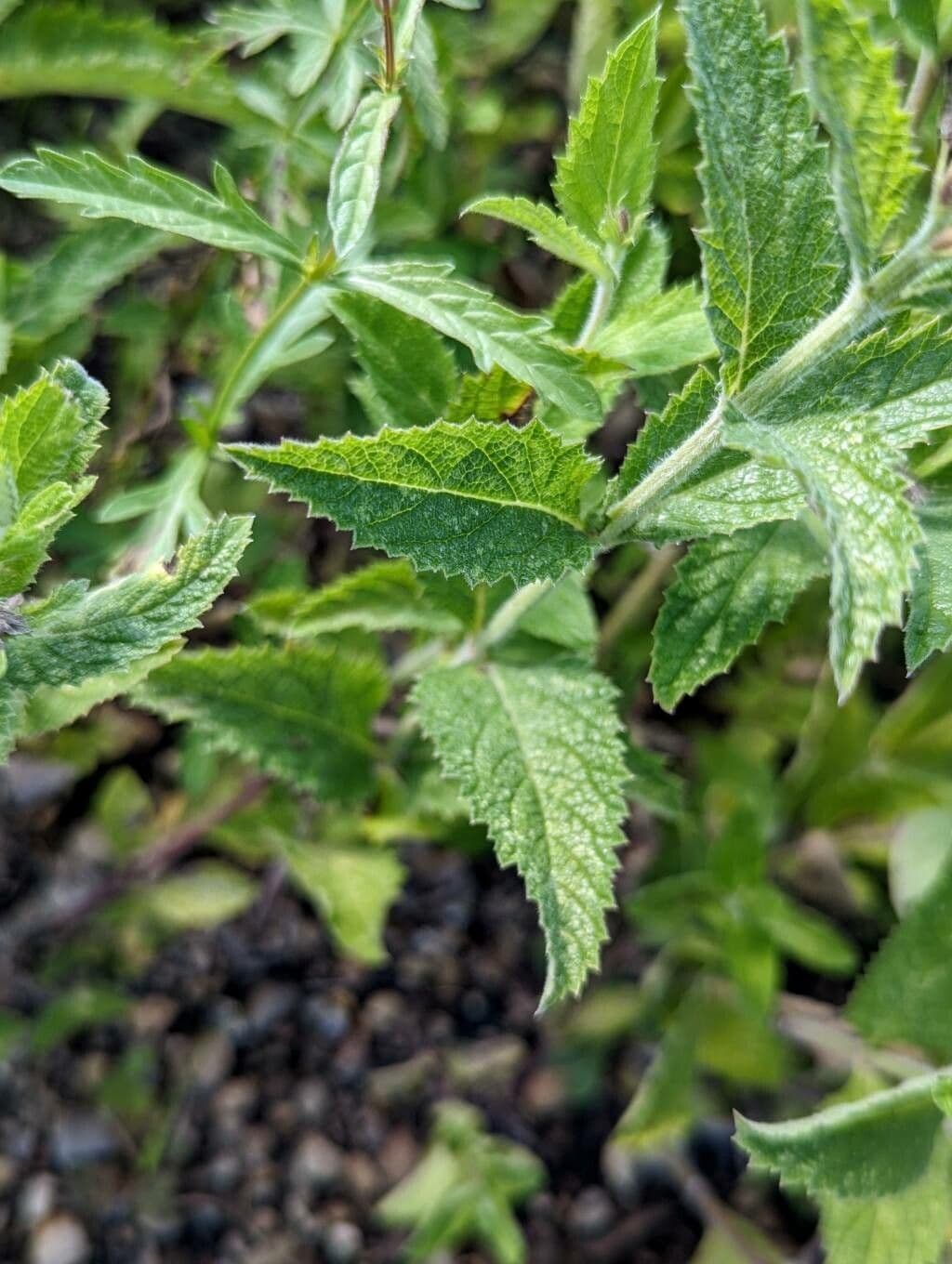 Verbena 9