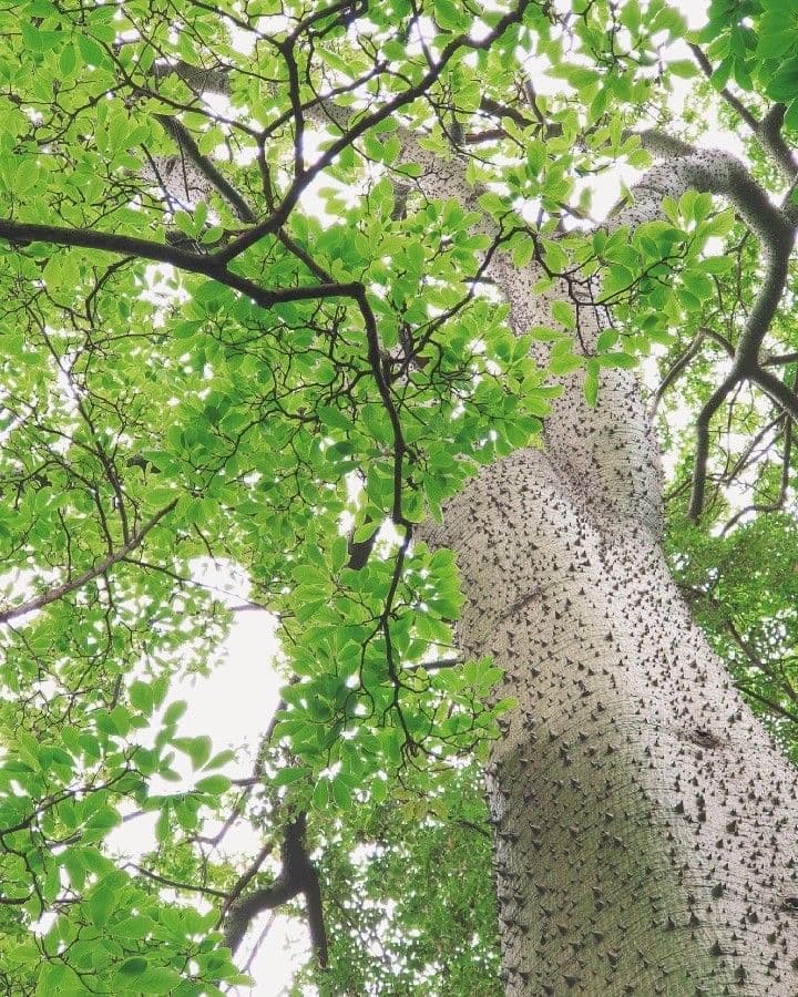 Ceiba 19