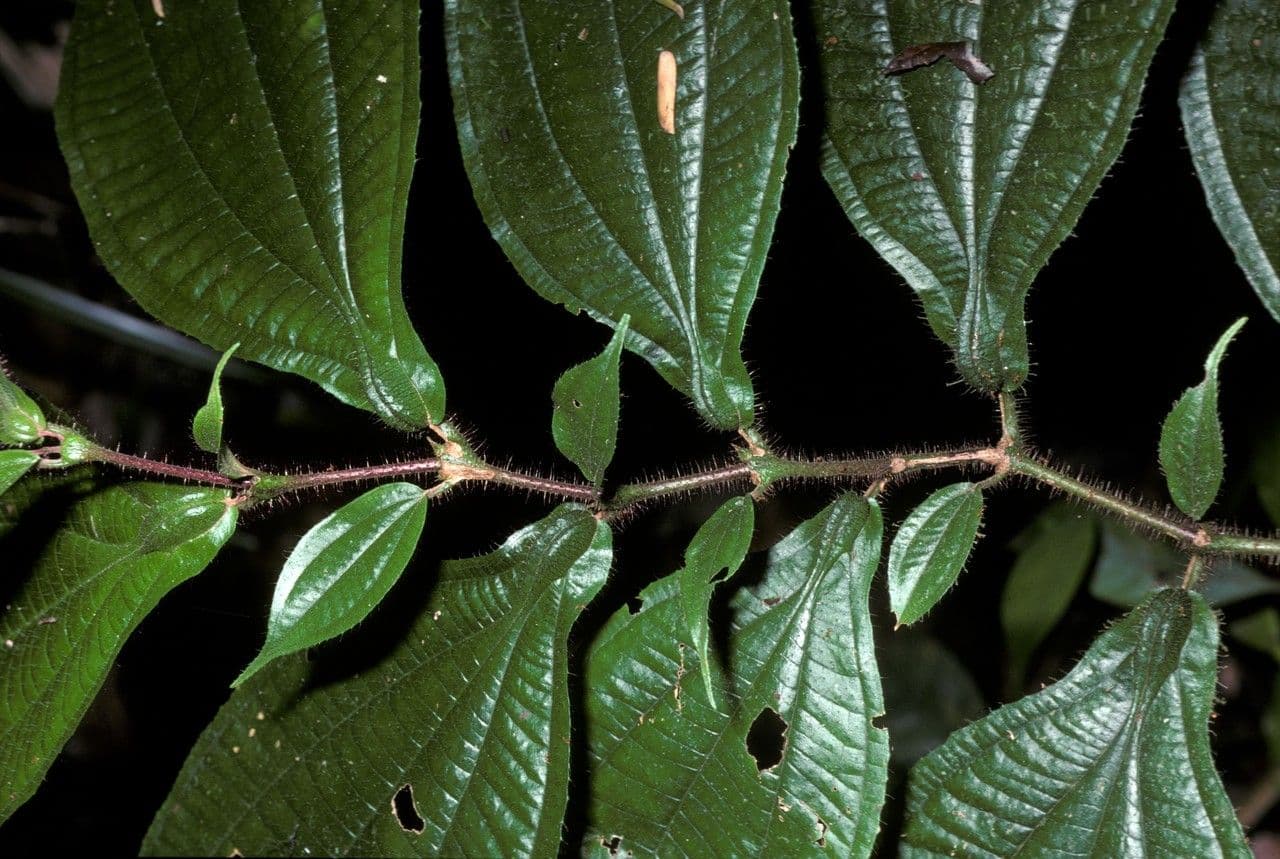 Miconia mayeta 13