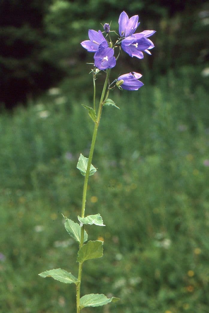 Campanula romboidale 7