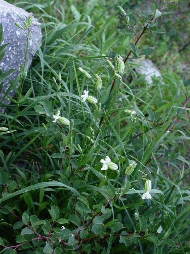 Silene 10