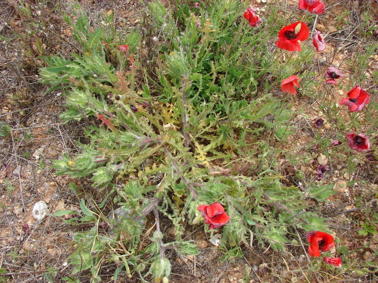 Wegdistel 14
