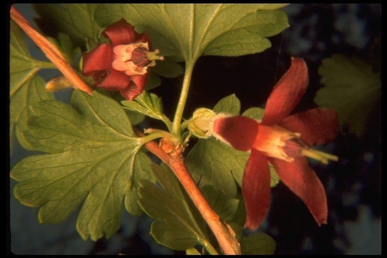Ribes 4