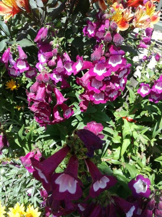 Penstemon di Hartweg 16