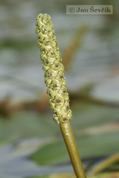 Brasca nodosa 6