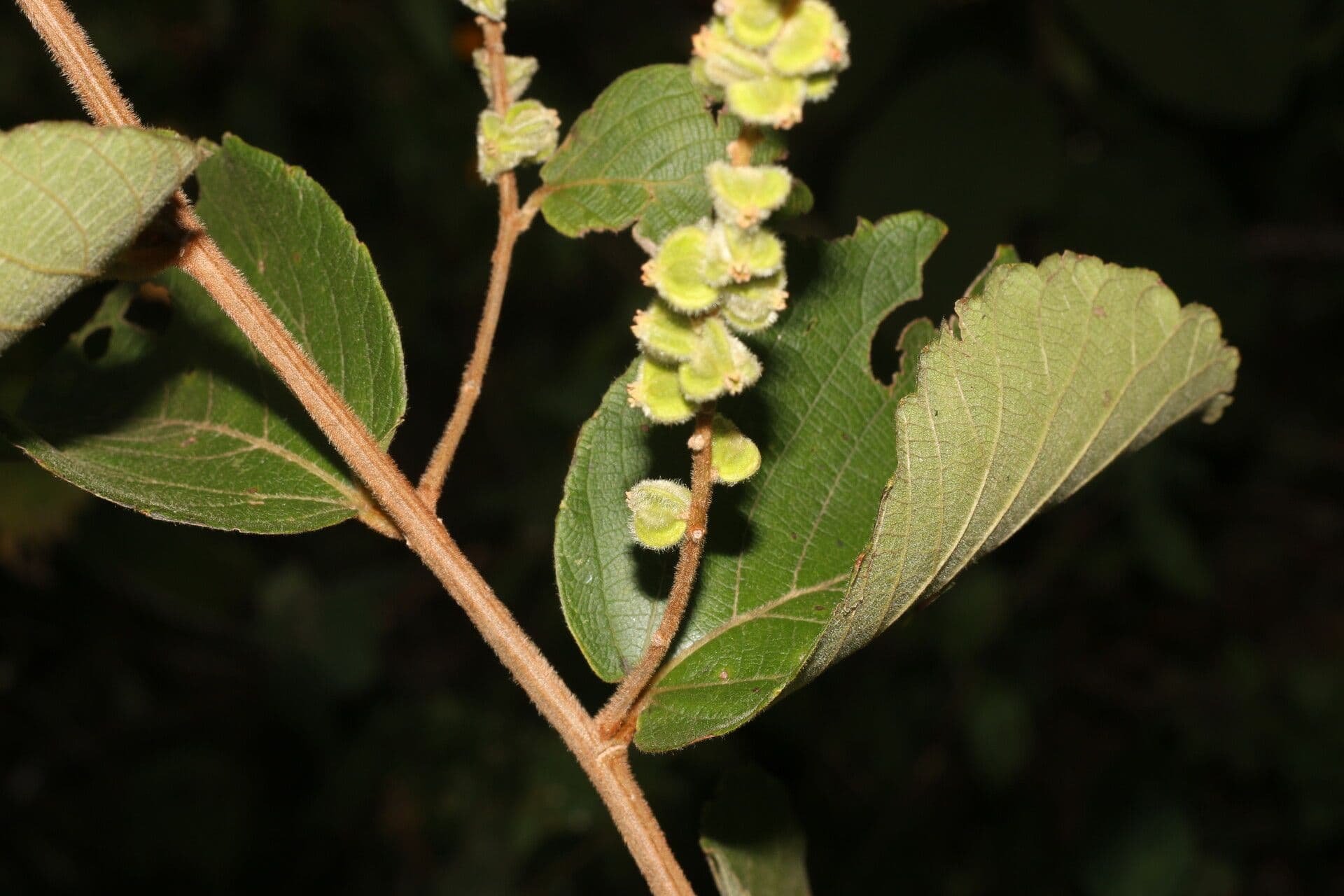 Gouania vellutata 4